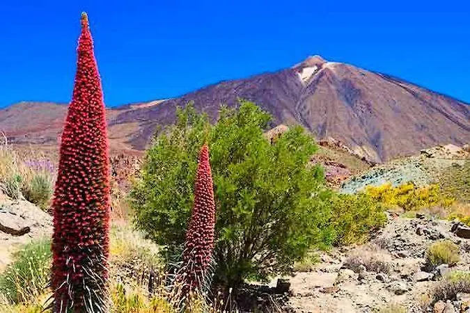 Apartamento White House - Clasto San Miguel de Abona